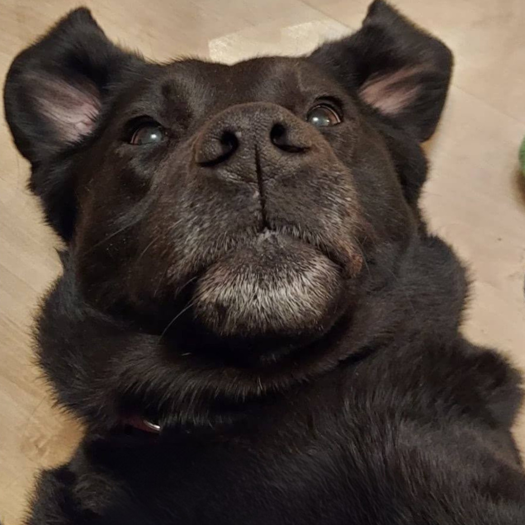 1st Funniest - Cocoa